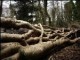 /plume/xmedia/tolkien/thumb/Moseley_bog_thumb.jpg