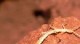 /plume/xmedia/tolkien/thumb/gollumjapyx_thumb.jpg