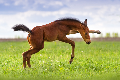 Cheval