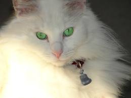 Mogget